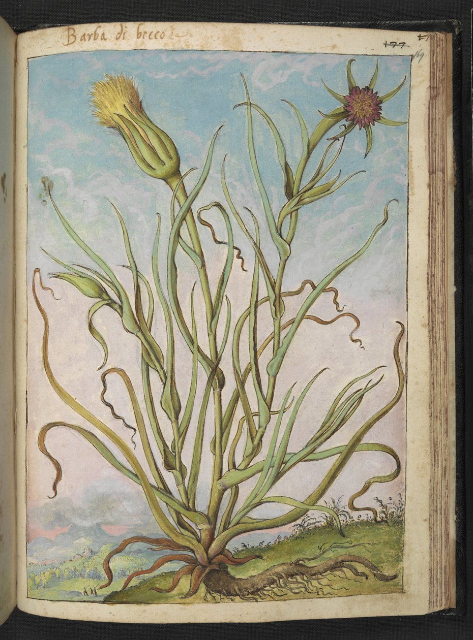 Tragopogon porrifolius，选自 Gherardo Cibo 的 "罗马各州的植物画"，Add MS 22333，f169r，约 1564-84 年（纸面水彩和水粉画）。 作者 赫拉尔多·西博