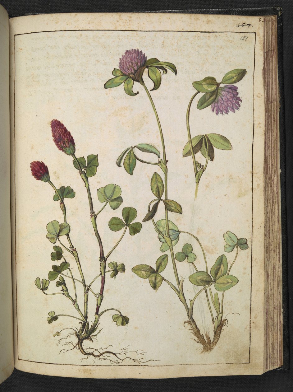Trifolium incarnatum 和 Trifolium pratens，选自 Gherardo Cibo 的 "罗马各州的植物画"，Add MS 22333，f151r，约 1564-84 年（纸面水彩和水粉画）。 作者 赫拉尔多·西博