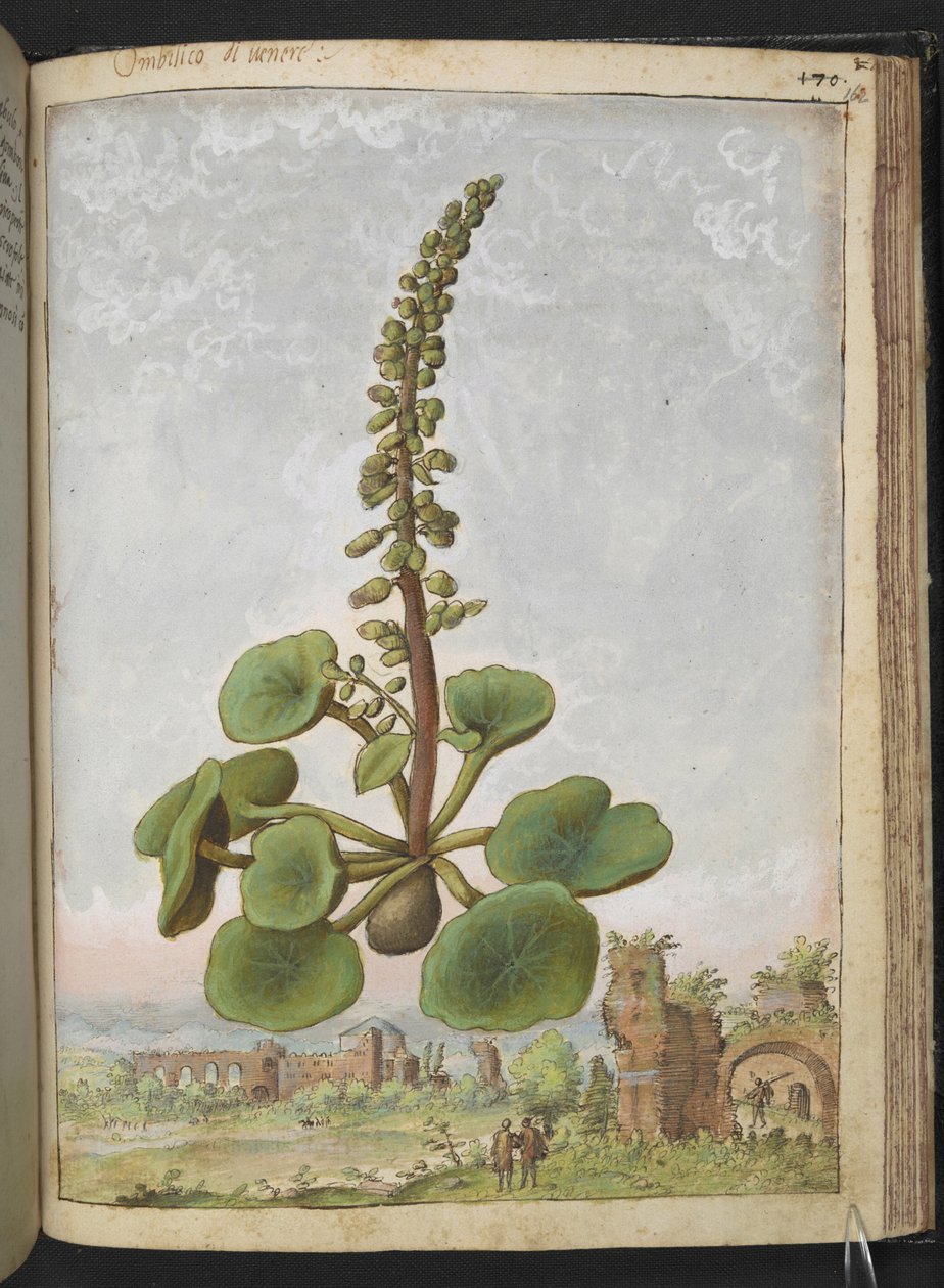 Umbilicus rupestris（脐草）：可食用的开花植物，选自 Gherardo Cibo 的 "罗马国家植物画"，Add MS 22333，f162r，约 1564-84 年（纸面水彩和水粉画） 作者 赫拉尔多·西博