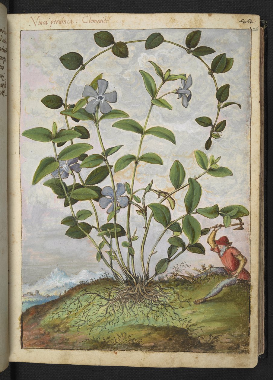 小长春花（长春花），选自 Gherardo Cibo 的 "罗马各州的植物画"，Add MS 22333，f026r，约 1564-84 年（纸面水彩和水粉画）。 作者 赫拉尔多·西博