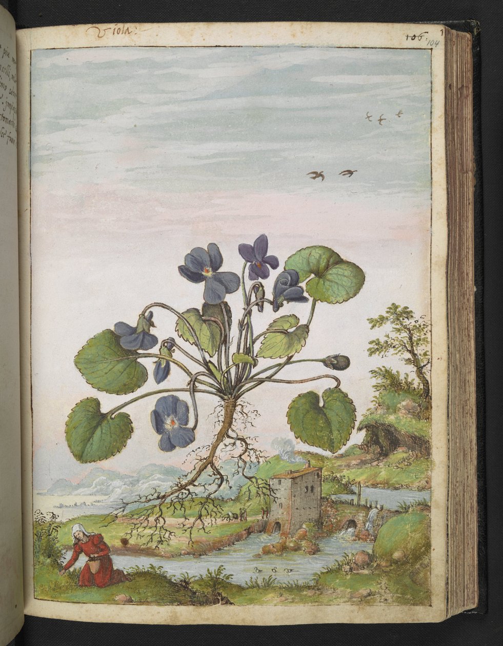 Viola odorata，选自 Gherardo Cibo 的 "罗马各州的植物画"，Add MS 22333，f104r，约 1564-84 年（纸面水彩和水粉画）。 作者 赫拉尔多·西博