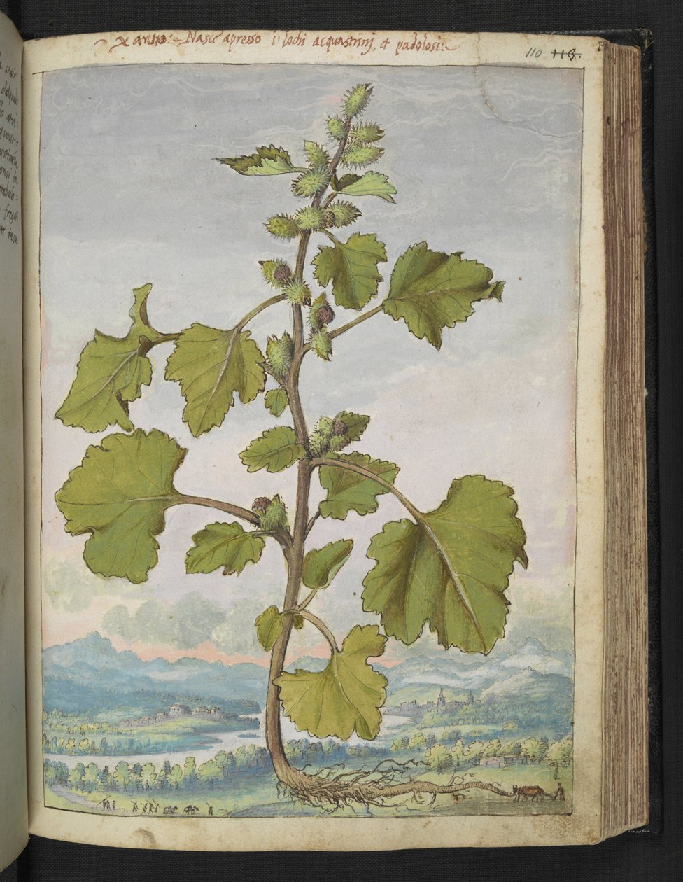 Xanthium strumarium，选自 Gherardo Cibo 的 "罗马国家植物画作"，Add MS 22333，f110r，约 1564-84 年（纸质水彩和水粉画）。 作者 赫拉尔多·西博