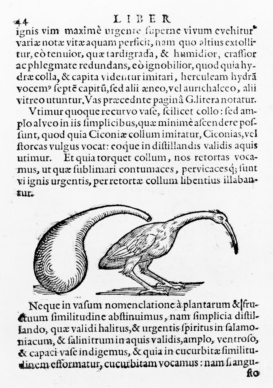 Flask and Ibis，来自Giambattista della Porta的De distillatione的插图，于1610年出版 作者 Giambattista della Porta