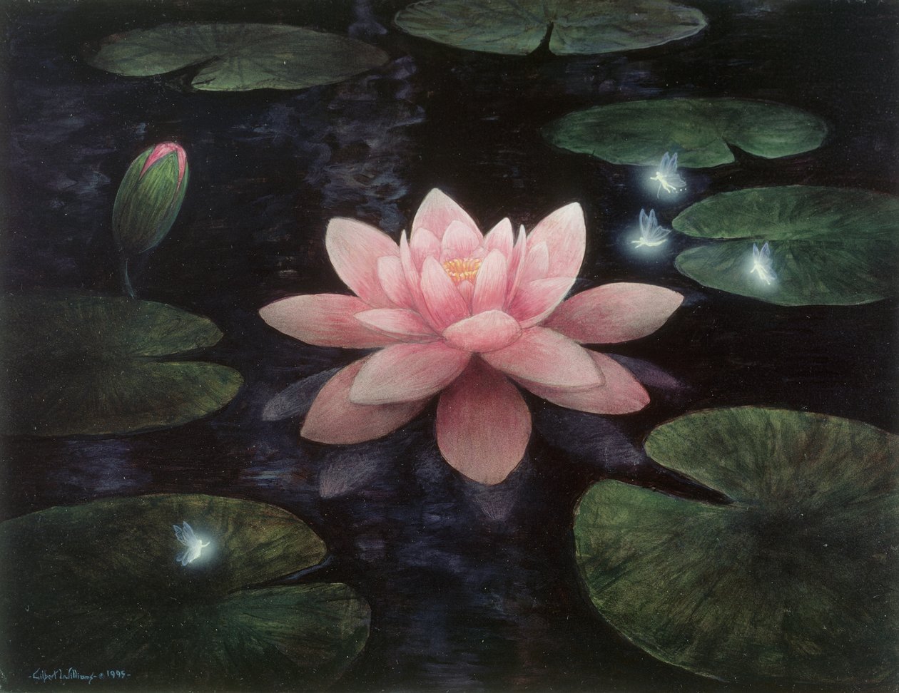 莲花精灵 作者 吉尔伯特·威廉姆斯