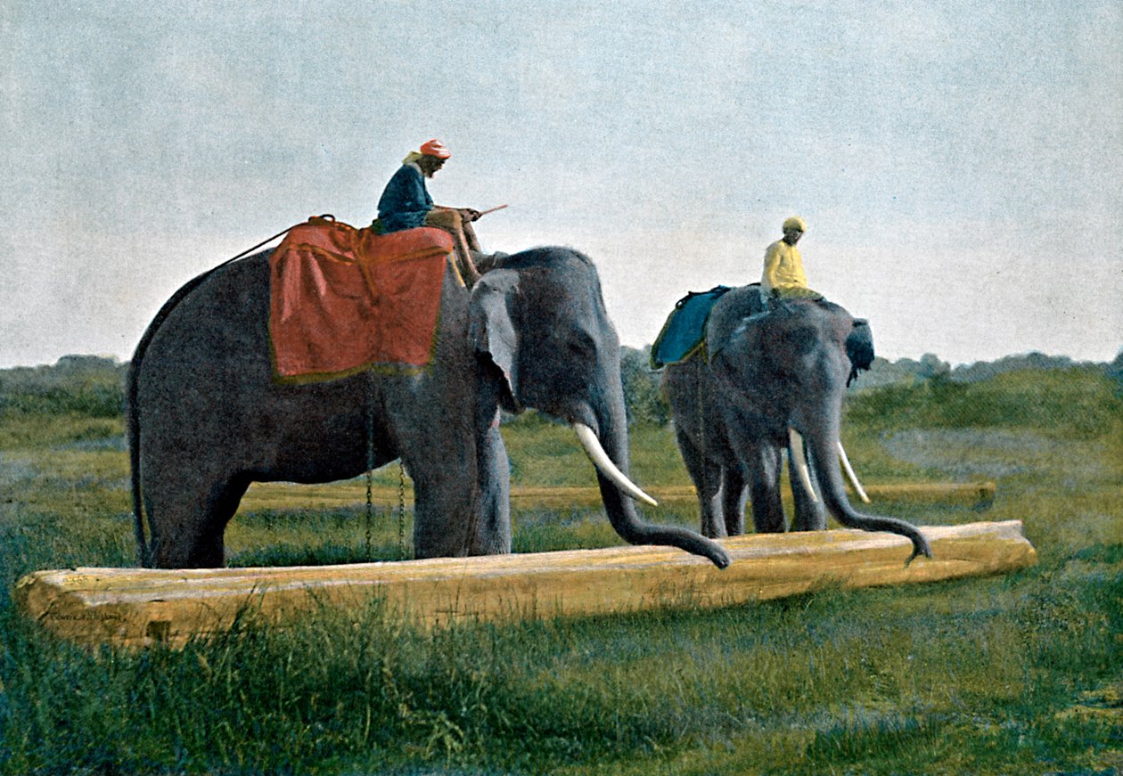 大象搬木头，锡兰，c1890 作者 吉洛特