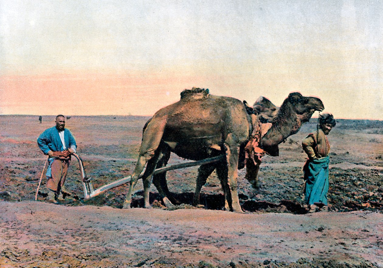 高加索地区，骆驼耕作的农民工，摄于1890年。 作者 吉洛特