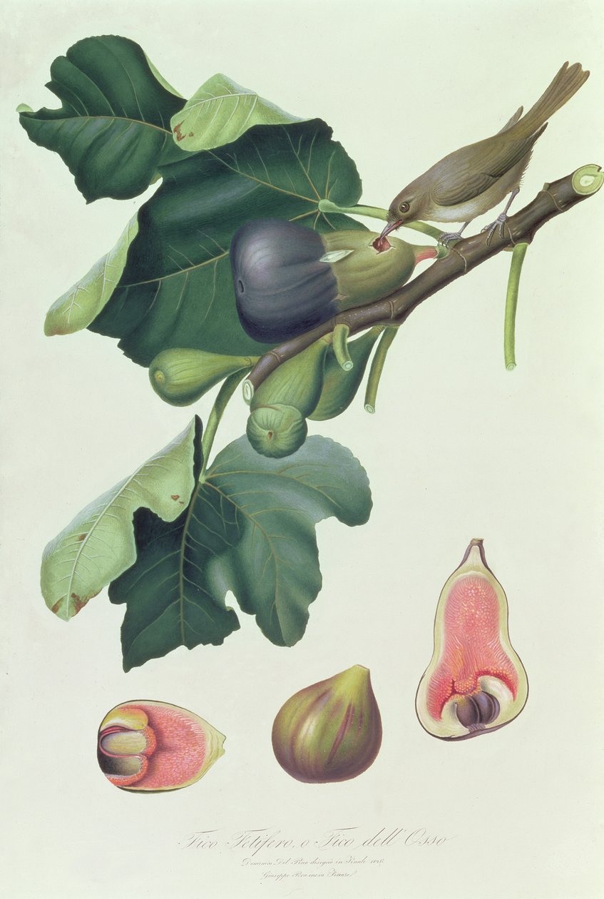 Fico Fico和Fico dell&39;Osso，来自Pomona Italiana，比萨，1826年的插图 作者 