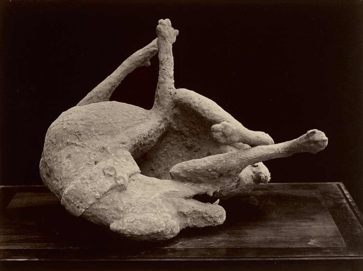 狗，庞贝城，约1870年（玻璃底片上的白银印刷） 作者 乔治·夏