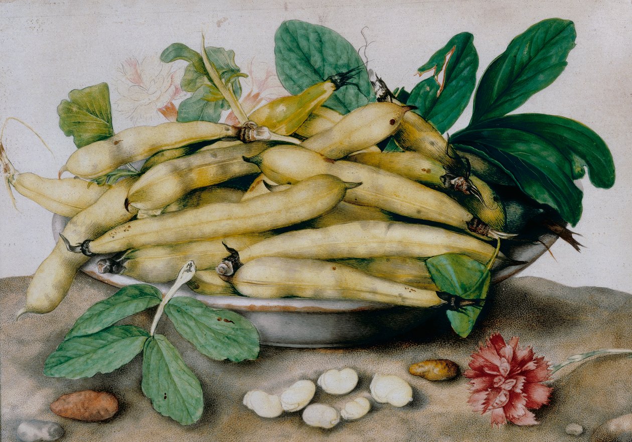 蚕豆板材 作者 乔万娜·加佐尼（Giovanna Garzoni）