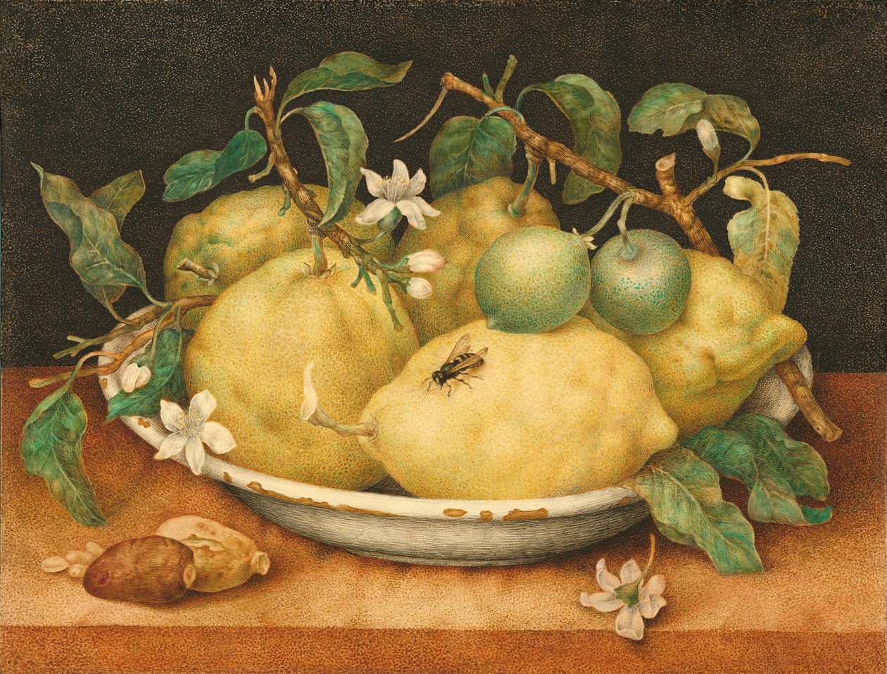 与碗的静物画Citrons 作者 乔万娜·加佐尼（Giovanna Garzoni）