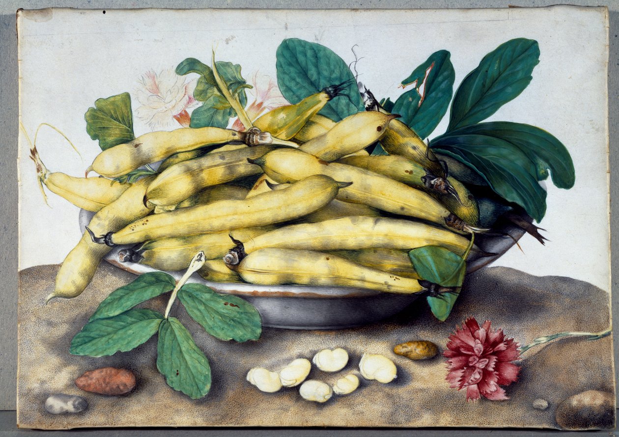 静物与蚕豆豆荚（羊皮纸上的wc） 作者 乔万娜·加佐尼（Giovanna Garzoni）