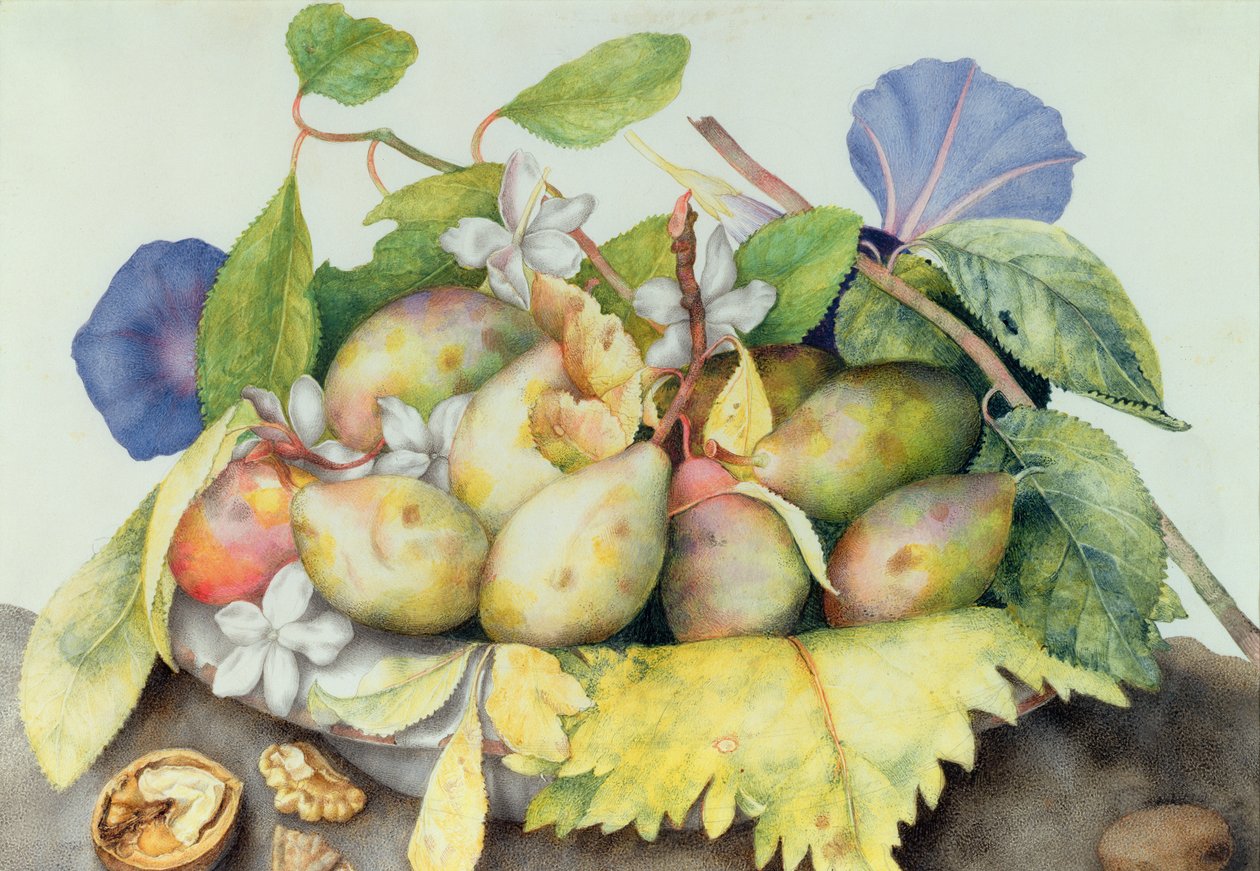 李子，核桃和茉莉花的静物（在牛皮纸上的wc） 作者 乔万娜·加佐尼（Giovanna Garzoni）