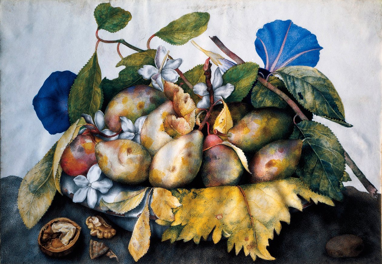 一盘李子、茉莉和坚果 羊皮纸上的绘画 Giovanna Garzoni (1600-1670) 作者 乔万娜·加佐尼（Giovanna Garzoni）