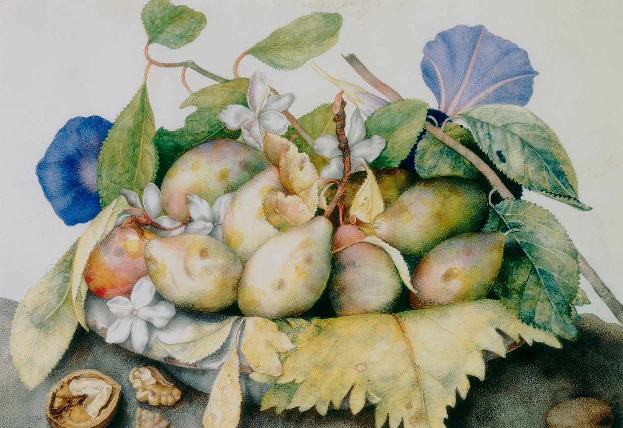 一盘李子、茉莉和核桃 作者 乔万娜·加佐尼（Giovanna Garzoni）