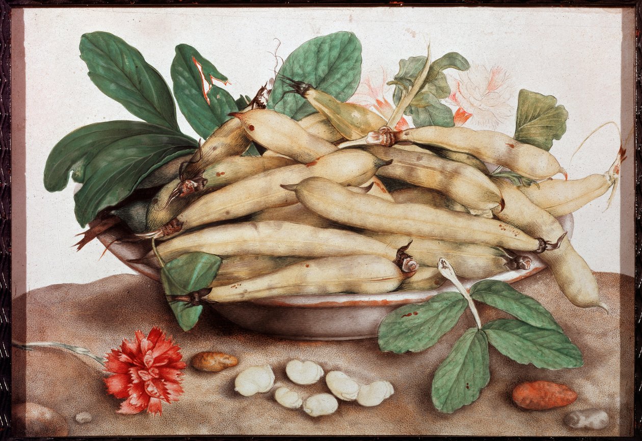 Giovanna Garzoni (1600-1670) 17 世纪佛罗伦萨的豆盘静物画。 皮蒂宫。 作者 乔万娜·加佐尼（Giovanna Garzoni）