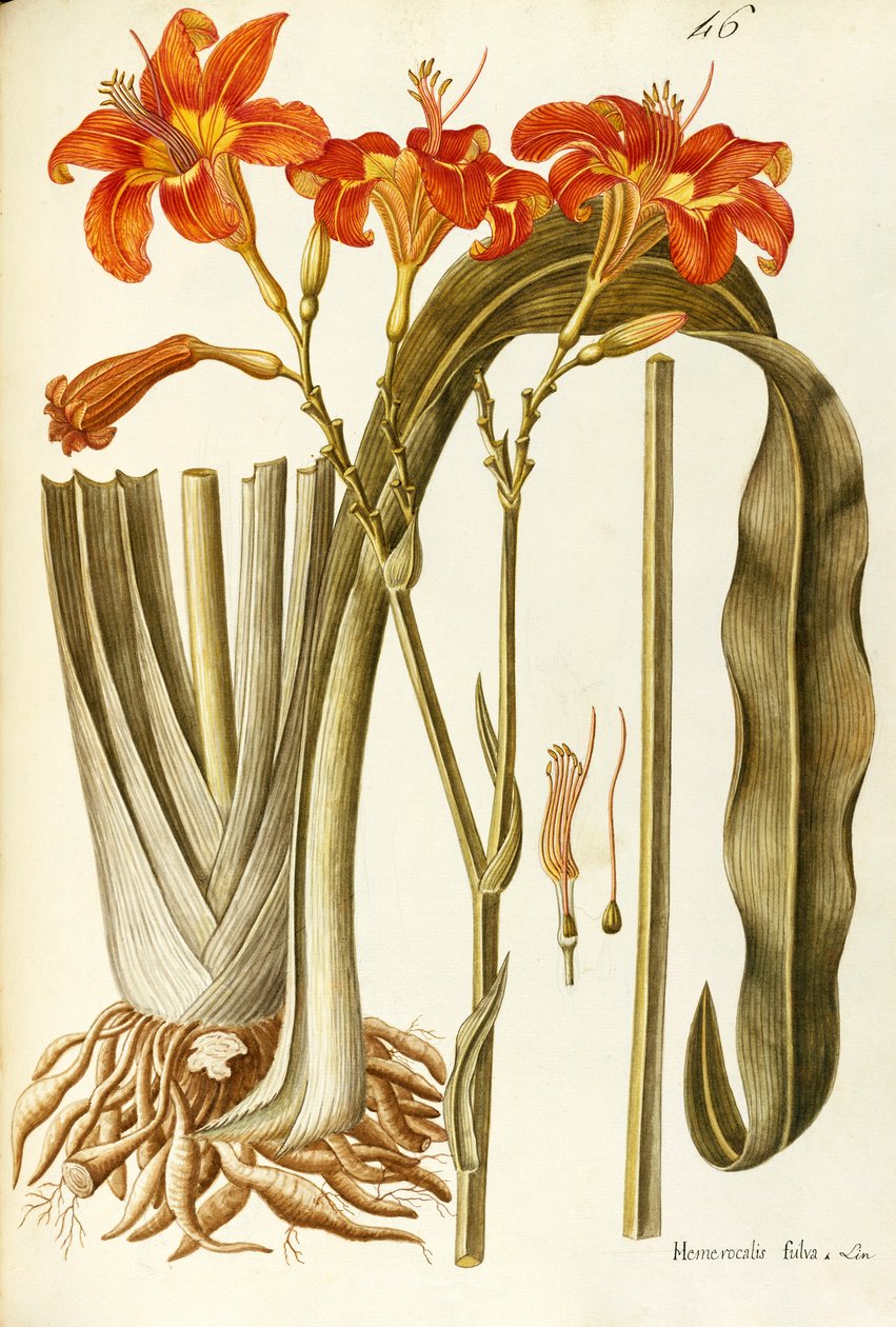 橙色黄花菜（Hemerocallis fulva），百合科，乔瓦尼·安东尼奥·博蒂奥内（Giovanni Antonio Bottione），水彩 作者 乔瓦尼·安东尼奥·博蒂奥尼