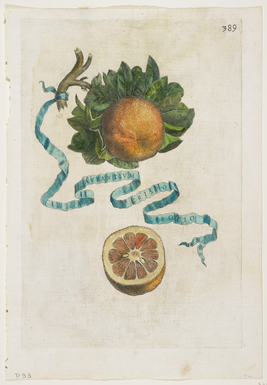 Aurantium Crispo Folio，来自Hesperides，1646 作者 乔瓦尼·巴蒂斯塔·法拉利