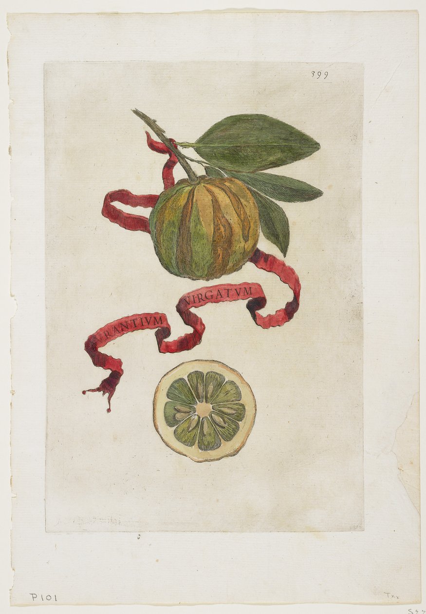 Aurantium Virgatum，来自Hesperides，1646 作者 乔瓦尼·巴蒂斯塔·法拉利
