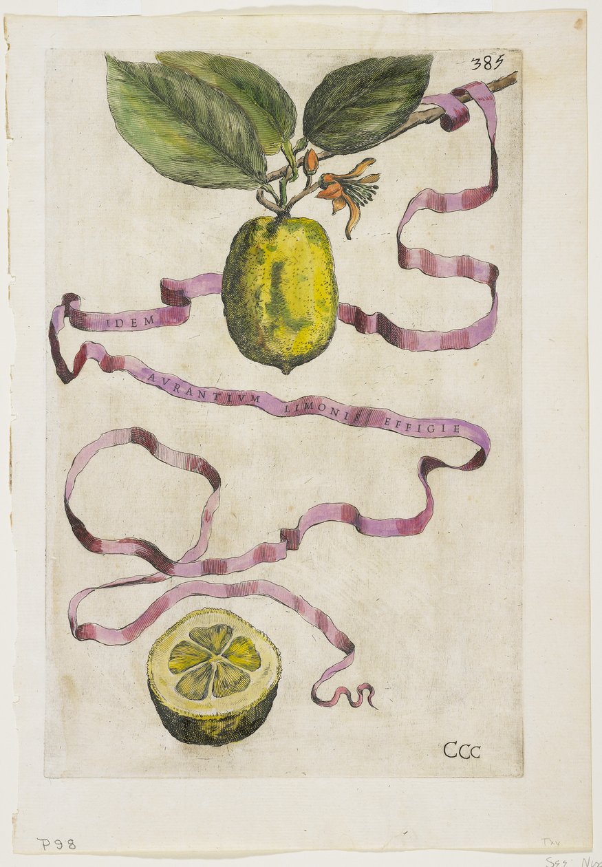 橙色Limonis相同Effigle，从金星，1646 作者 乔瓦尼·巴蒂斯塔·法拉利