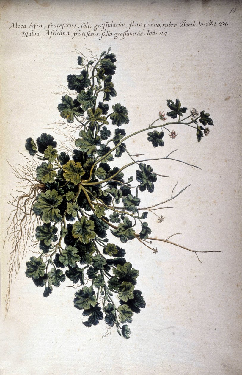 Alcea Afra - 载于乔瓦尼-巴蒂斯塔-莫兰迪（-1761 年）的 "Historia botanica pratica, seu plantarum, quae ad usum medianae pertinent, nomenclatura, descriptio et virtutes... 作者 乔瓦尼·巴蒂斯塔·莫兰迪
