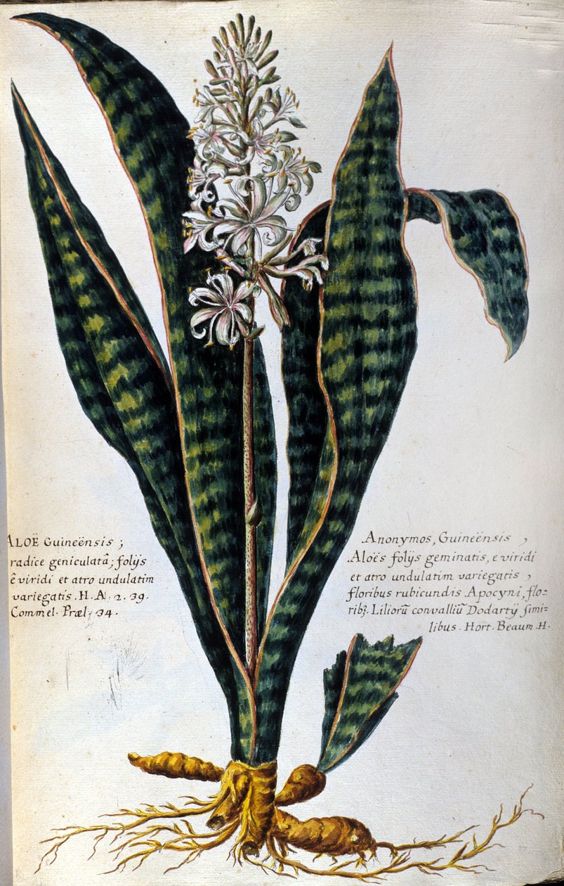 芦荟药用植物。雕刻 - 载于 "Historia botanica practica, seu plantarum, quae adum medicinae pertinent, nomenclatura, descriptio et virtutes..." 作者 乔瓦尼·巴蒂斯塔·莫兰迪