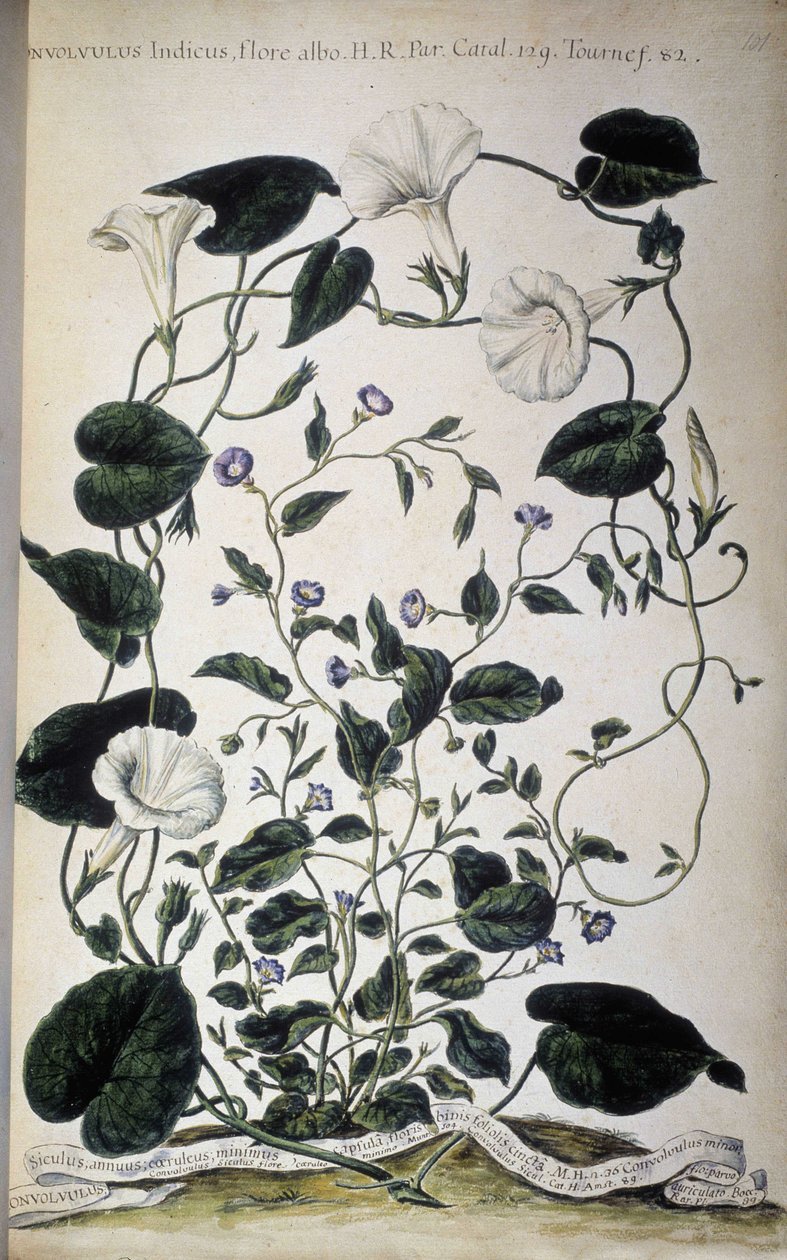 植物板：旋花的品种。 空心菜品种（空心菜白色植物群；空心菜）。 乔瓦尼·巴蒂斯塔·莫兰迪，一个彩绘植物园或植物集合......，第一卷 作者 乔瓦尼·巴蒂斯塔·莫兰迪