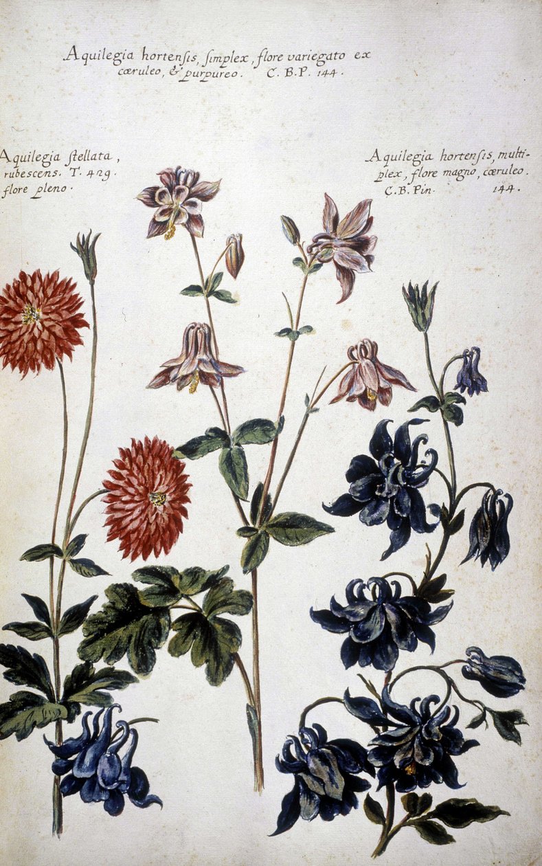植物图板：三种水仙（Ancolies）--见乔瓦尼-巴蒂斯塔-莫兰迪（？） 作者 乔瓦尼·巴蒂斯塔·莫兰迪