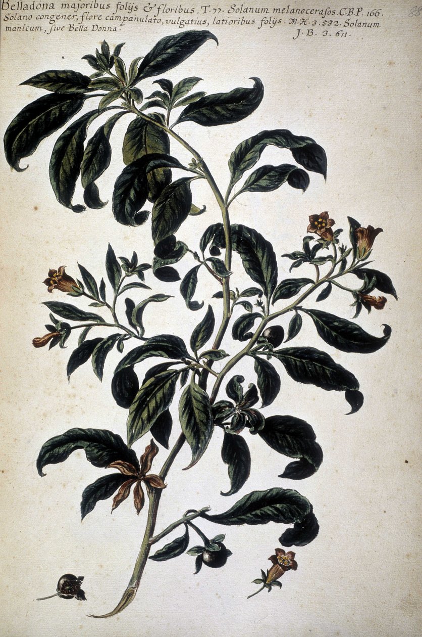 植物学图表：颠茄 (Belladona Majoribus Folys) - 乔瓦尼·巴蒂斯塔·莫兰迪 (Giovanni Battista Morandi) 的“实用植物学历史，或与媒体使用、命名、描述和美德相关的植物......”（？ - 1761） 作者 乔瓦尼·巴蒂斯塔·莫兰迪
