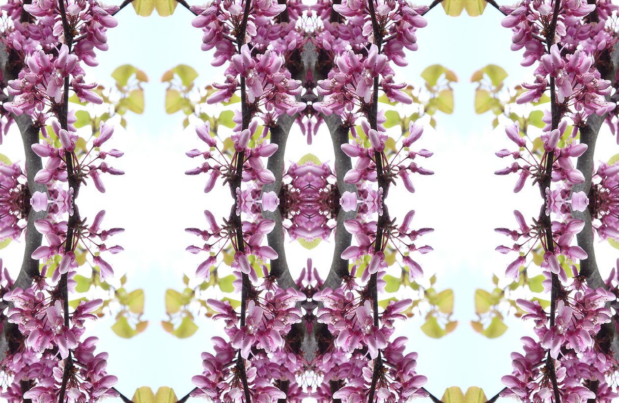 Unnatural 160.3 (digitally manipulated photo) 作者 乔凡尼·卡法尼亚（Giovanni Cafagna）