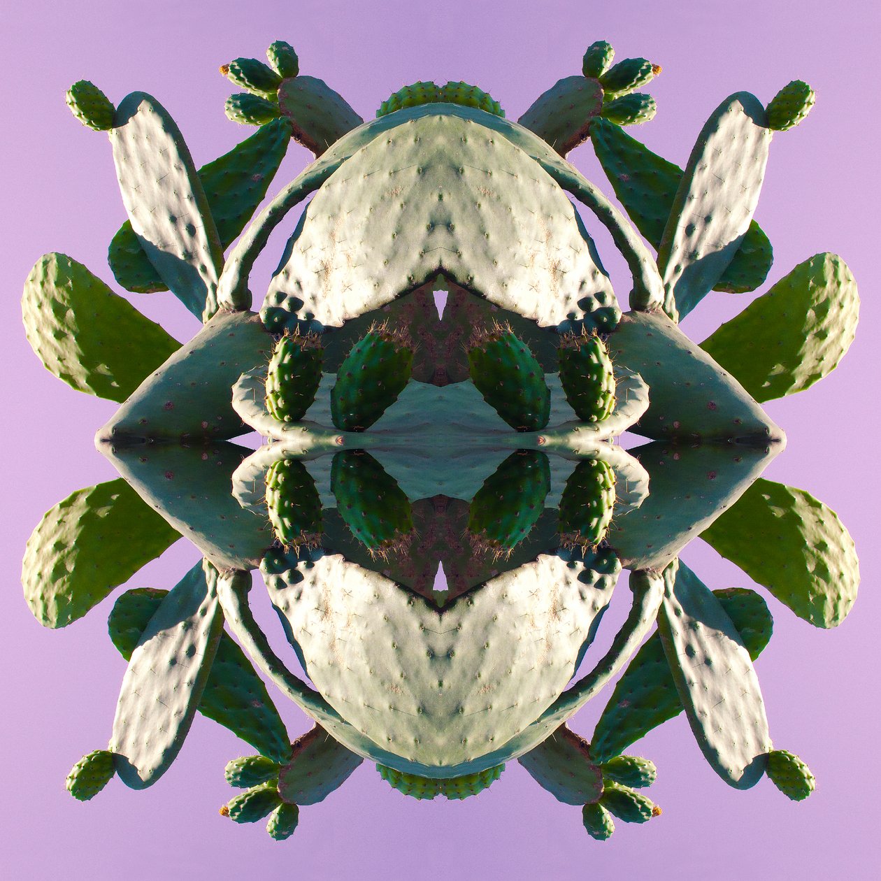 Unnatural 196 (digitally manipulated photo) 作者 乔凡尼·卡法尼亚（Giovanni Cafagna）