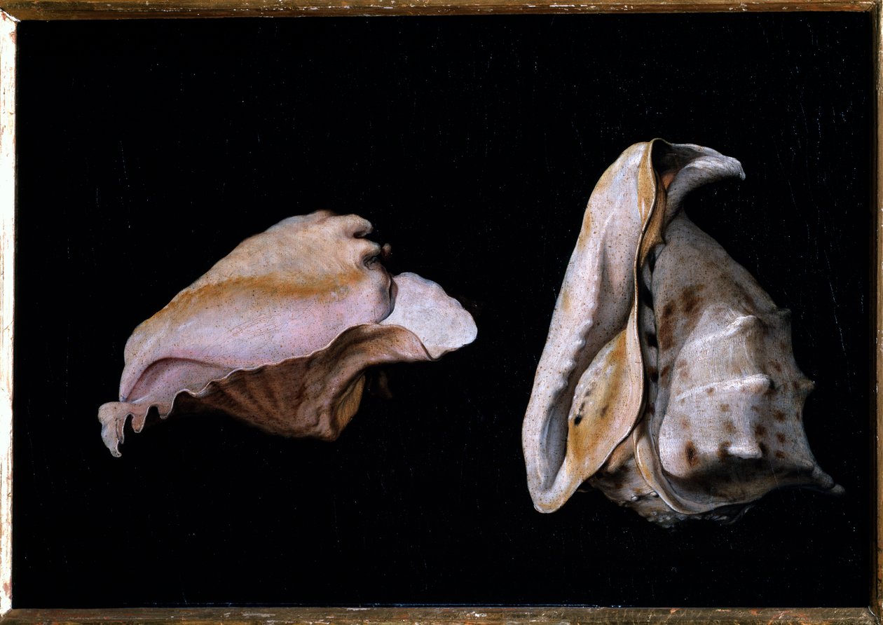 两只贝壳（海中贝壳静物） 菲利普-纳波莱诺（1587-1629）的画作 1618年 暗39x56厘米 佛罗伦萨，皮蒂宫 作者 乔瓦尼·吉罗拉莫·萨沃尔多