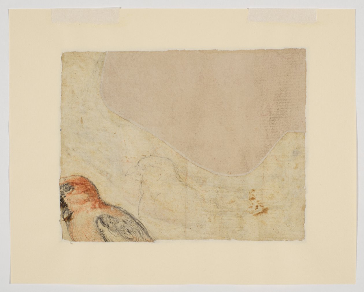 鸟类研究，背面（纸上粉笔画 作者 乔凡尼·达·乌迪内（之后）
