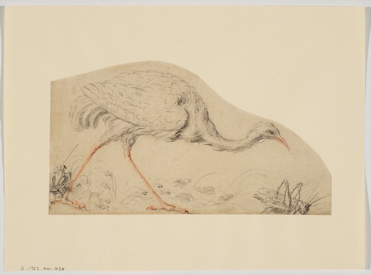 Ostrich and grasshopper 作者 乔凡尼·达·乌迪内（之后）