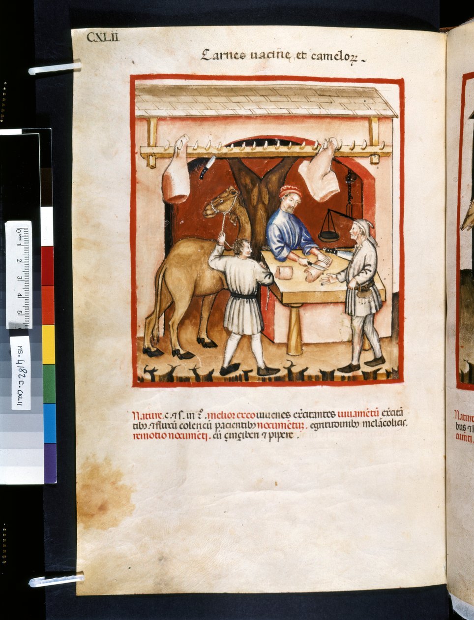 乌布恰西姆-德-巴尔达赫的疗养手册："Carnes Va cinae et Camelorum"，14 世纪头十年（微缩图） 作者 乔瓦尼诺·德·格拉西（学校）