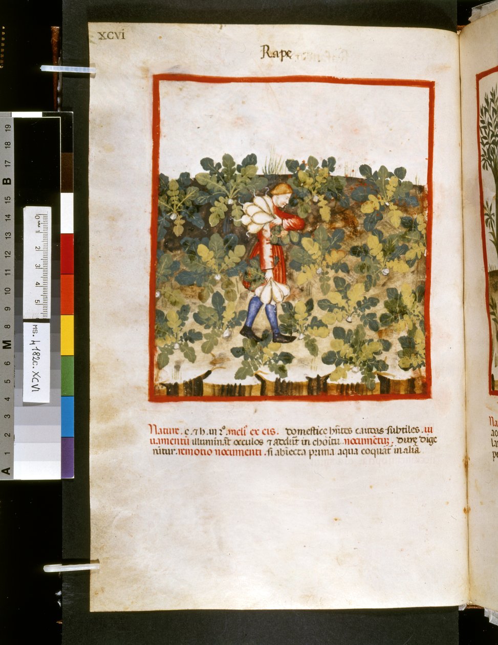 乌布恰西姆-德-巴尔达奇的 Theatrum sanitatis："强奸"，14 世纪前 10 年（缩影） 作者 乔瓦尼诺·德·格拉西（学校）