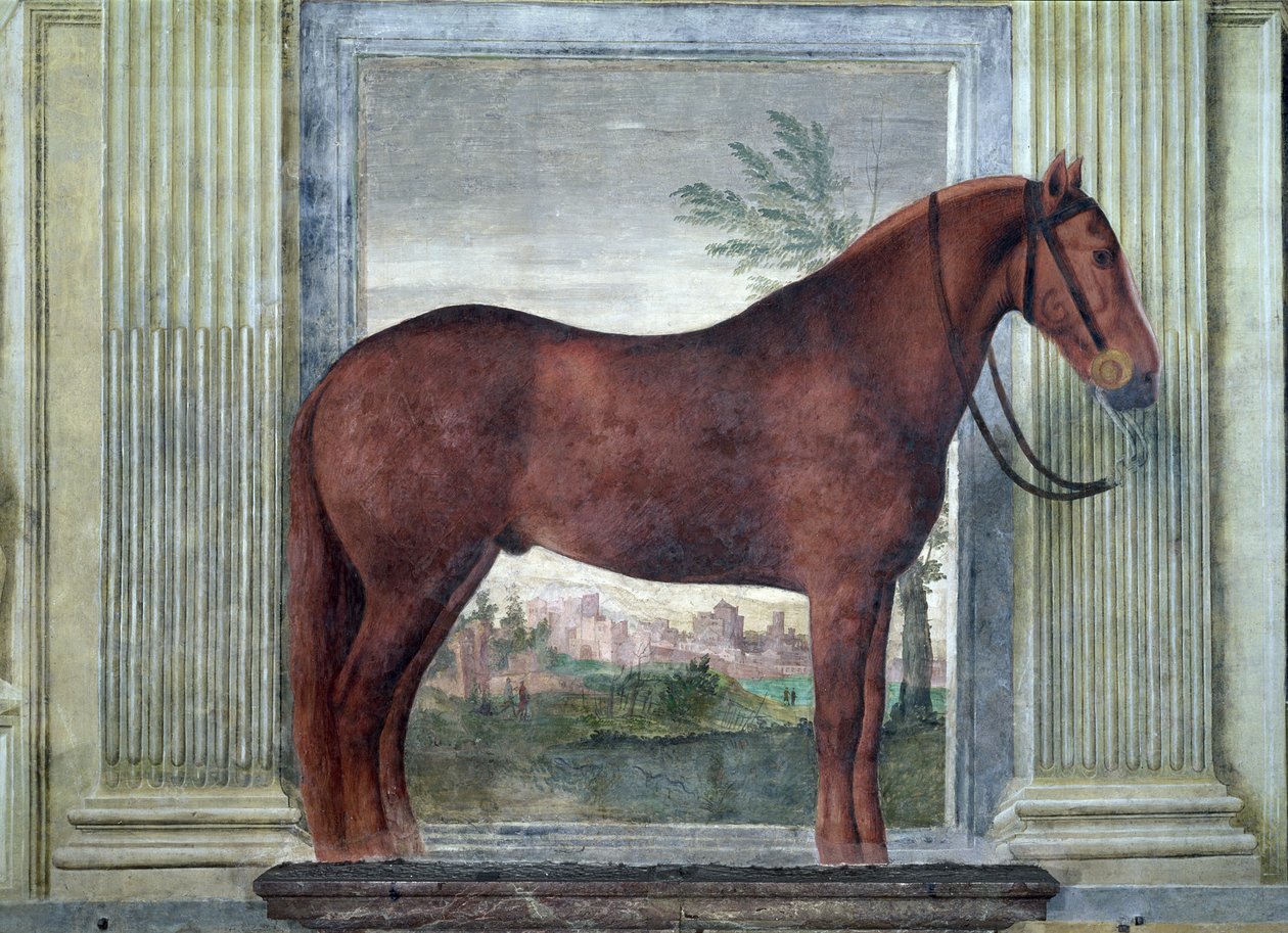 Sala dei Cavalli，细节展示了一只栗色马的肖像，来自曼图亚Ludovico Gonzaga III的马厩，它的脸颊上刻有&39;G&39;字样，1528 作者 朱利奥·罗马诺