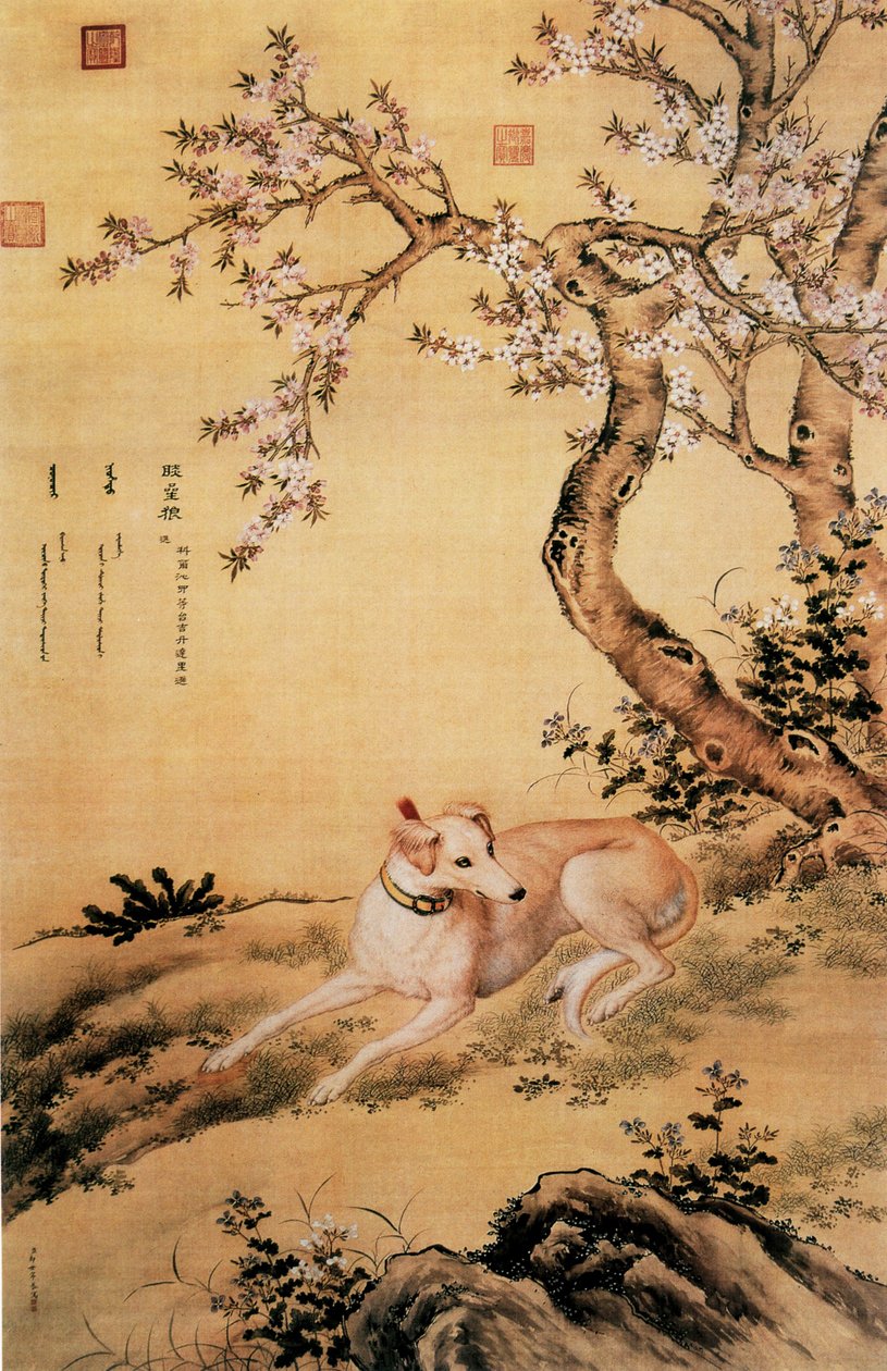 图片来自Ten Prized Dogs Album的中国灰狗Shanxing Wolf（睒星狼） 作者 郎世宁