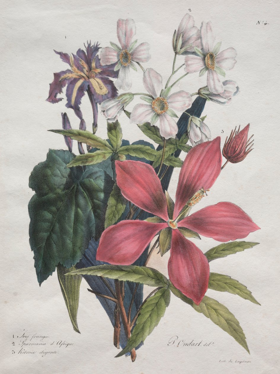 自然史课程，包含动物界的主要物种，1825年。 作者 戈特弗里德（Gottfried）或戈德弗罗伊（Godefroy Engelmann）
