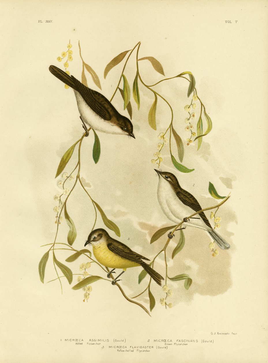 Allied Flycatcher，1891 作者 格拉西乌斯·布罗诺诺夫斯基