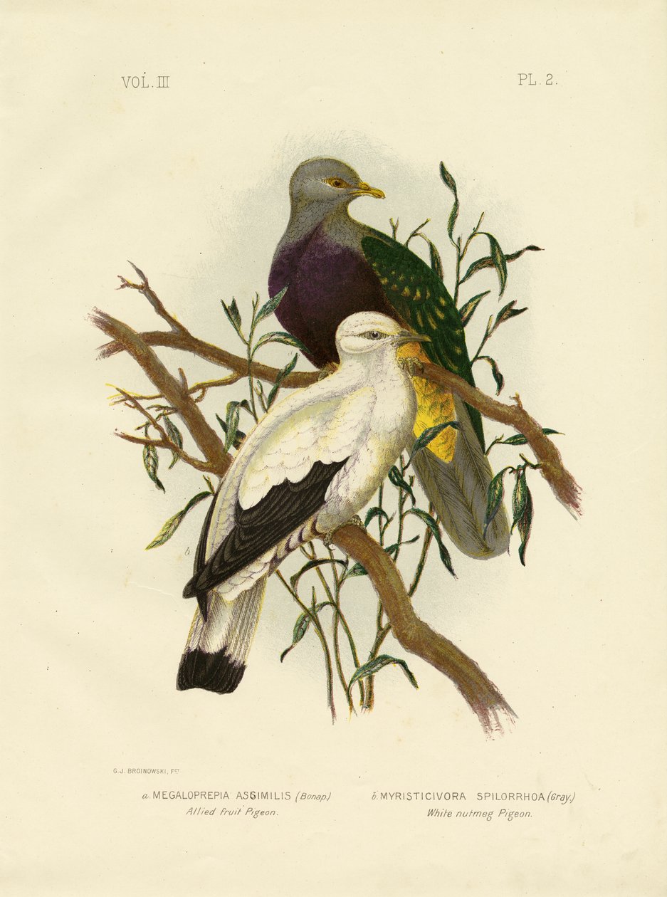 Allied Fruit Pigeon或Wompoo Fruit-Dove，1891 作者 格拉西乌斯·布罗诺诺夫斯基