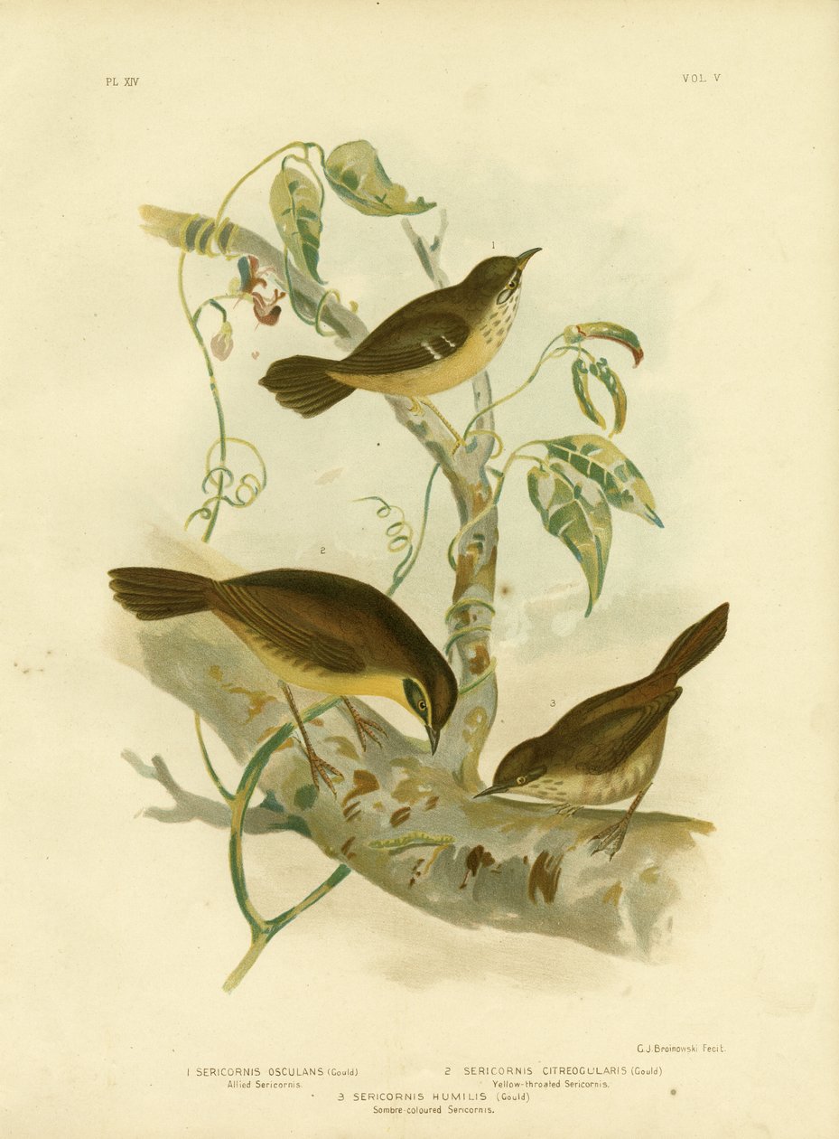 Allied Scrubwren或White-Browed Scrubwren，1891年 作者 格拉西乌斯·布罗诺诺夫斯基
