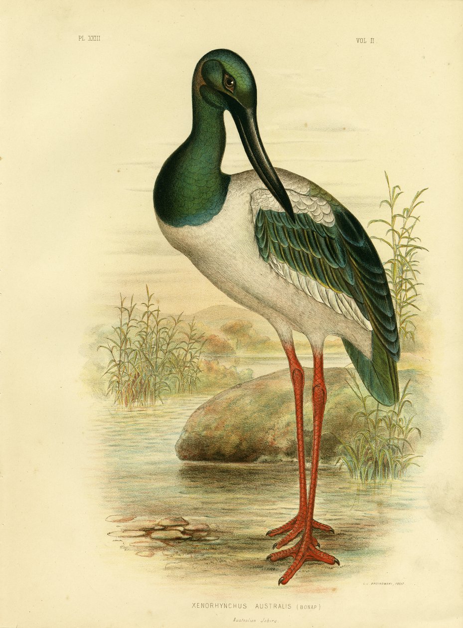 澳大利亚Jabiru或Black-Necked Stork，1891年 作者 格拉西乌斯·布罗诺诺夫斯基