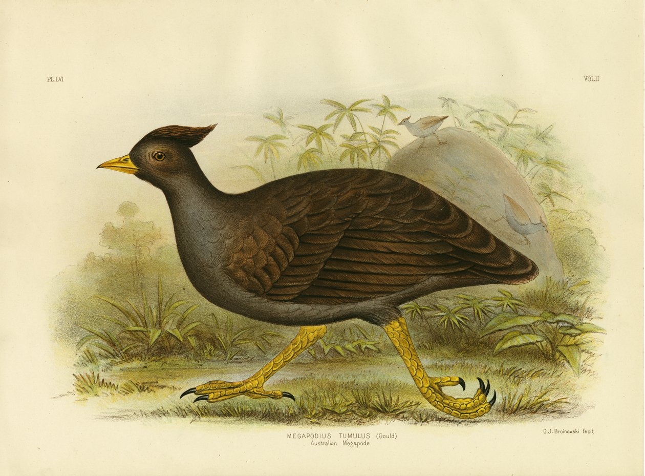 澳大利亚Megapode，1891年 作者 格拉西乌斯·布罗诺诺夫斯基