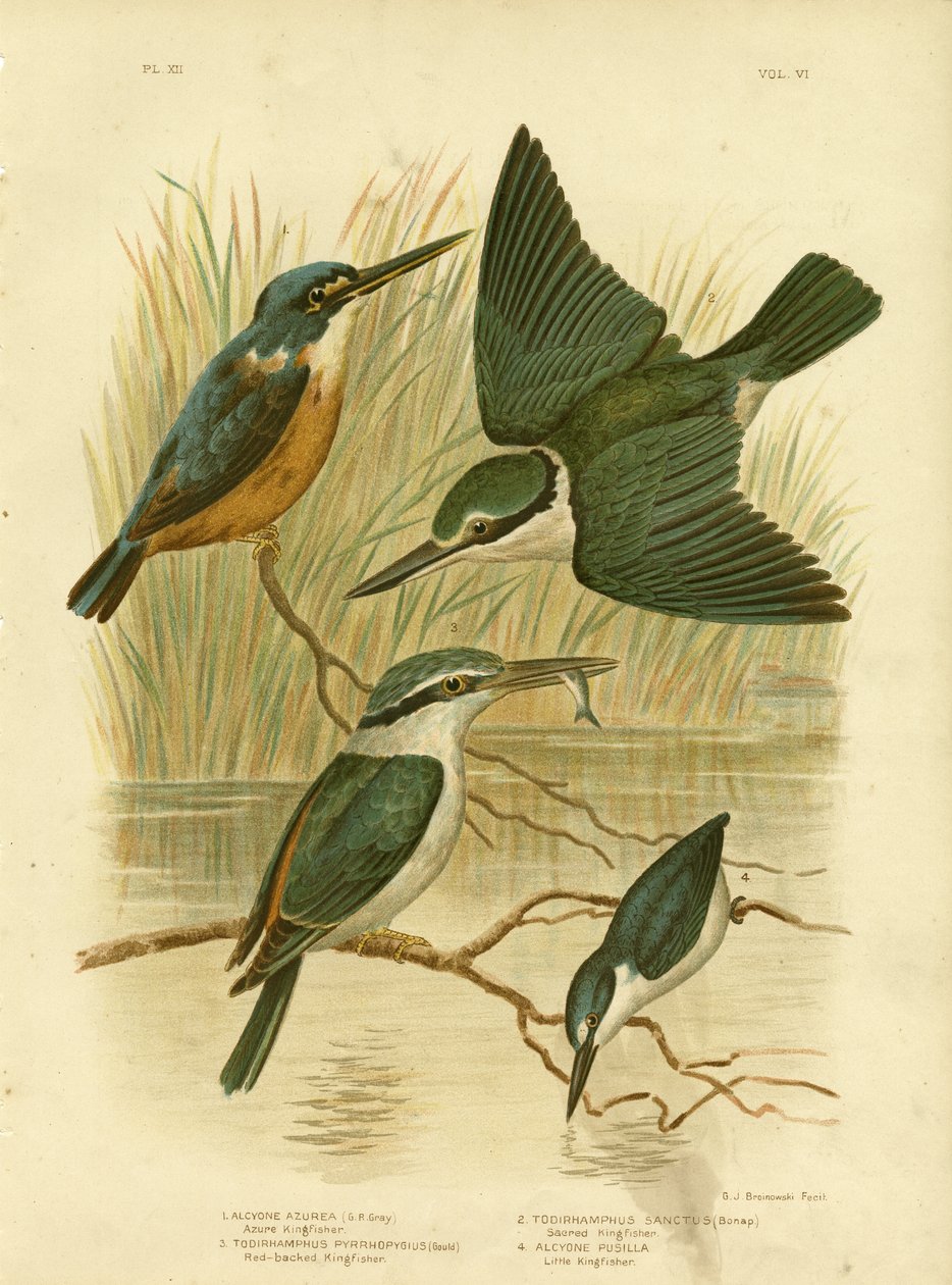 Azure翠鸟，1891年 作者 格拉西乌斯·布罗诺诺夫斯基