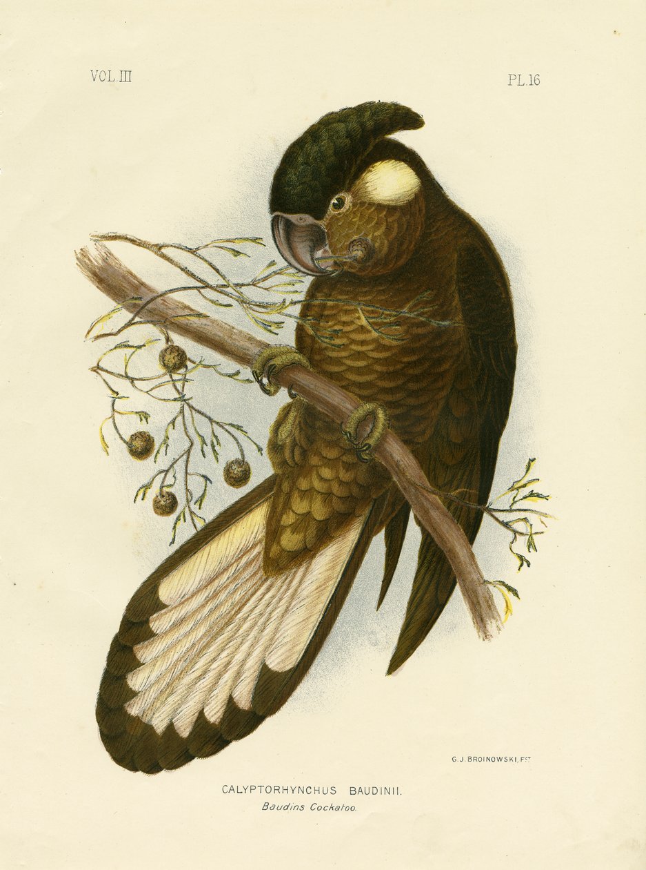 Baudin&39;S Black Cockatoo，1891 作者 格拉西乌斯·布罗诺诺夫斯基