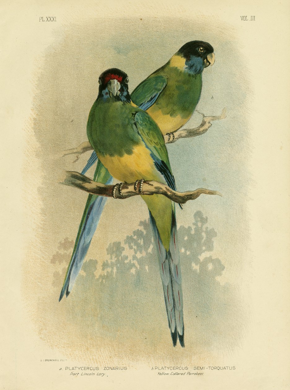 Bauer&39;s Parakeet或Port Lincoln Lory，1891 作者 格拉西乌斯·布罗诺诺夫斯基