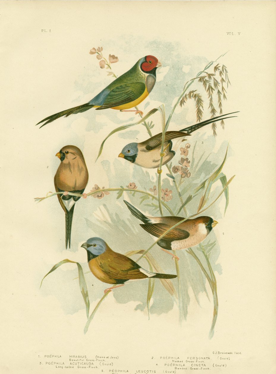 美丽的草雀，1891年 作者 格拉西乌斯·布罗诺诺夫斯基