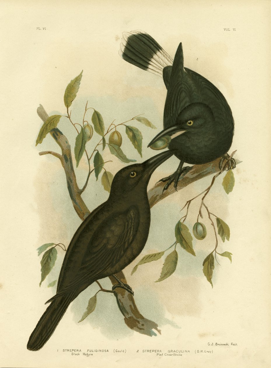 黑鹊或黑色Currawong，1891年 作者 格拉西乌斯·布罗诺诺夫斯基
