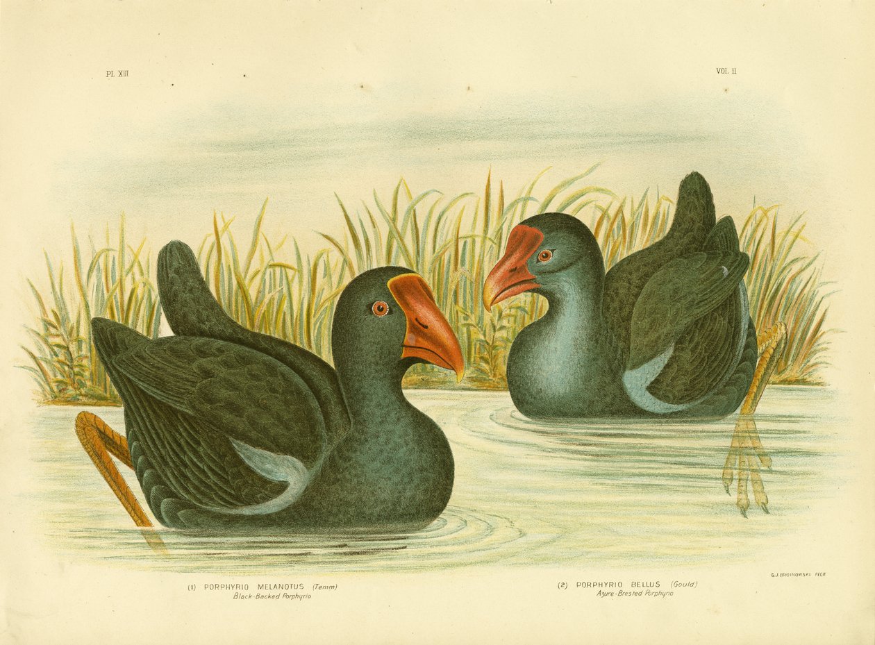 黑背Porphyrio，1891年 作者 格拉西乌斯·布罗诺诺夫斯基