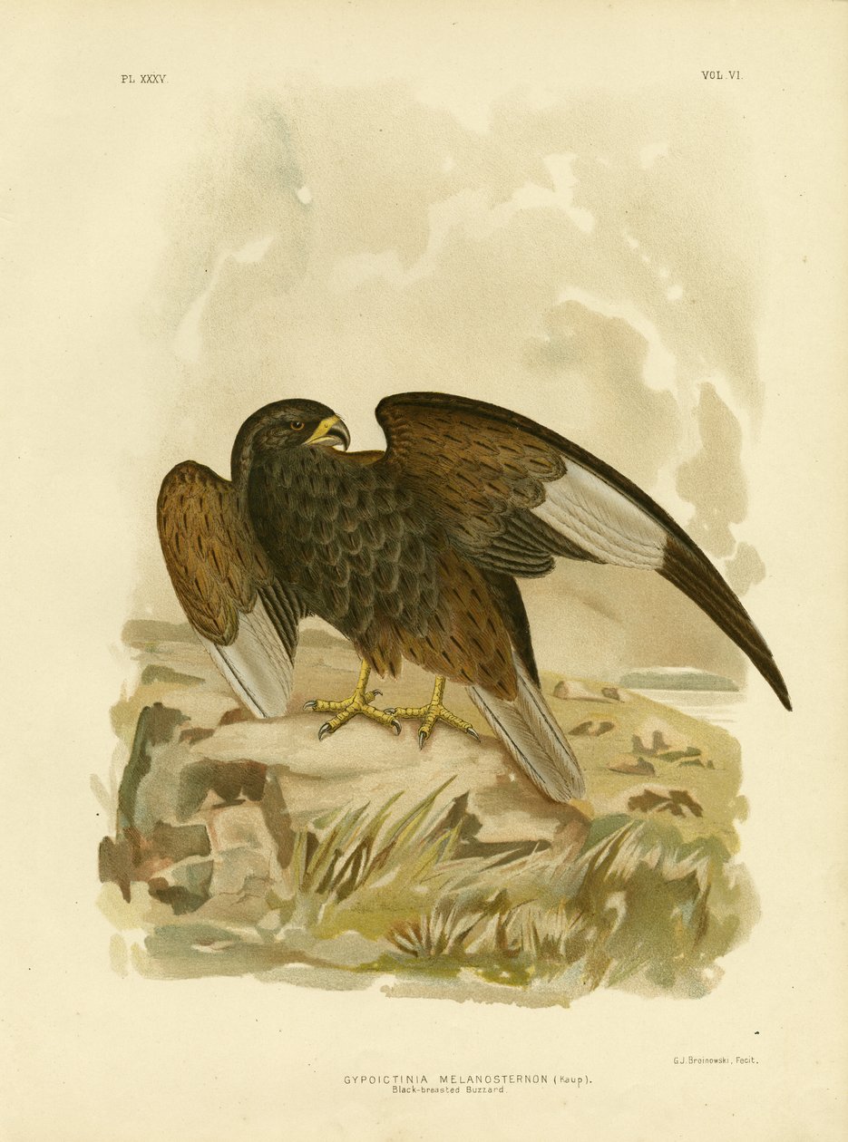 Black-Breasted Buzzard，1891年 作者 格拉西乌斯·布罗诺诺夫斯基